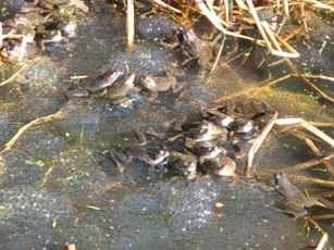 Frogs busily spawning