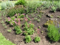 New planted bed at Rock Garden July 2014