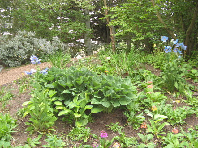 2015 meconopsis in primula bed