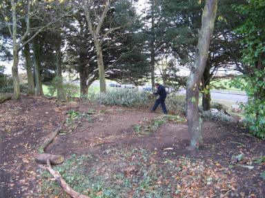 clearing the woodland area