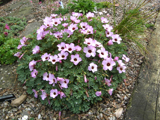 Oxalis in raised bed