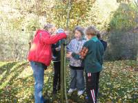 Norma Angus helps monifieth cub scouts with tree recognition